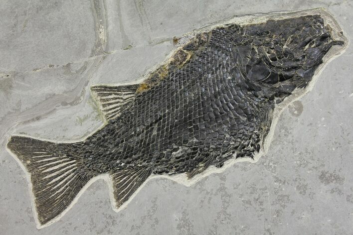 Superb Fossil Ray-Finned Fish (Paralepidotus) - Austria #165782